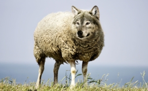 catholic vesus baptist salvation wolf in sheep clothing